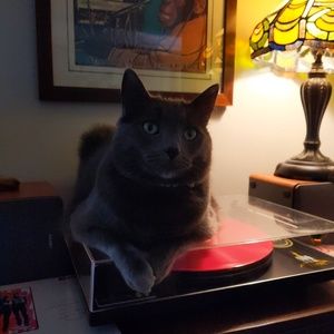 Meet your Posher, Jessie